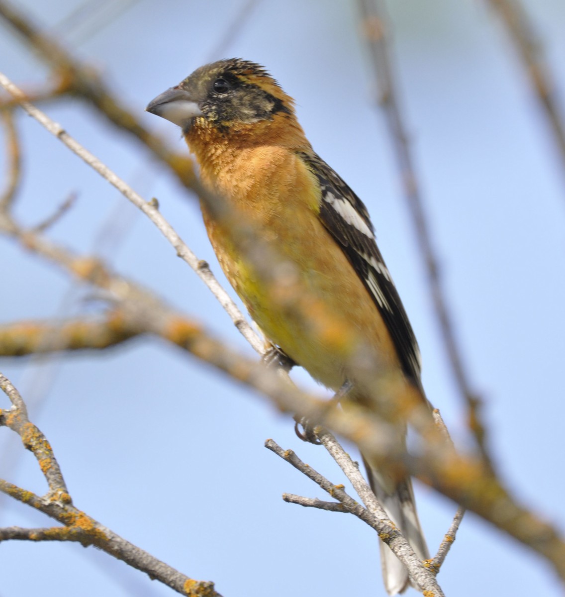 Black-headed Grosbeak - ML635865368