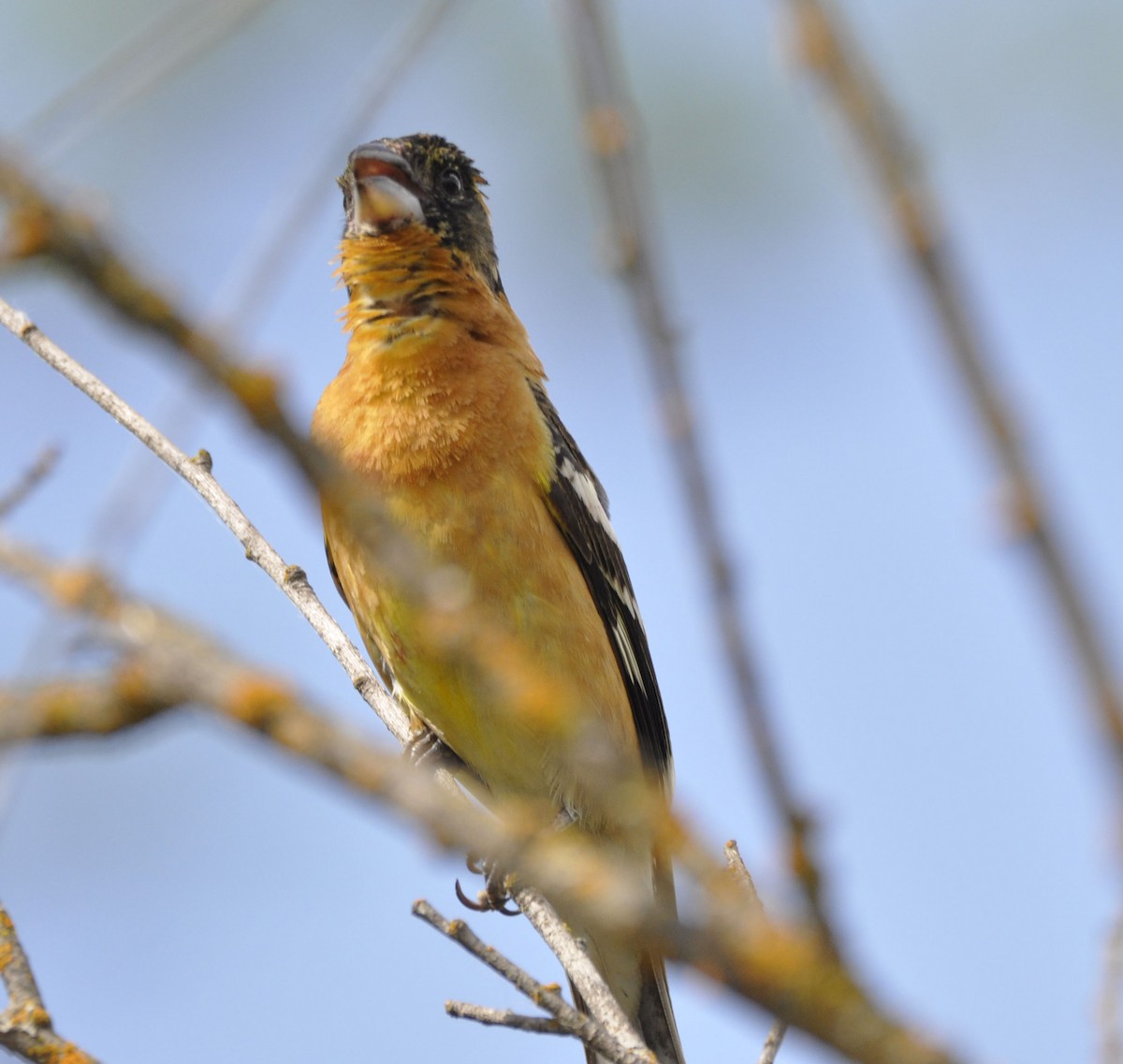 Black-headed Grosbeak - ML635865369