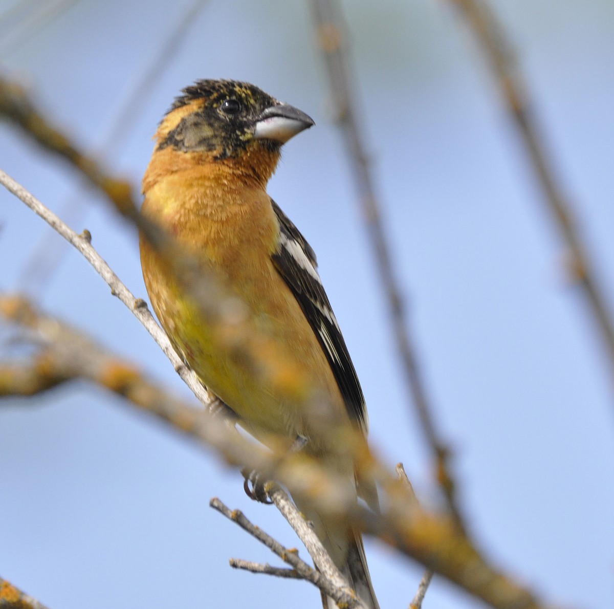 Black-headed Grosbeak - ML635865370