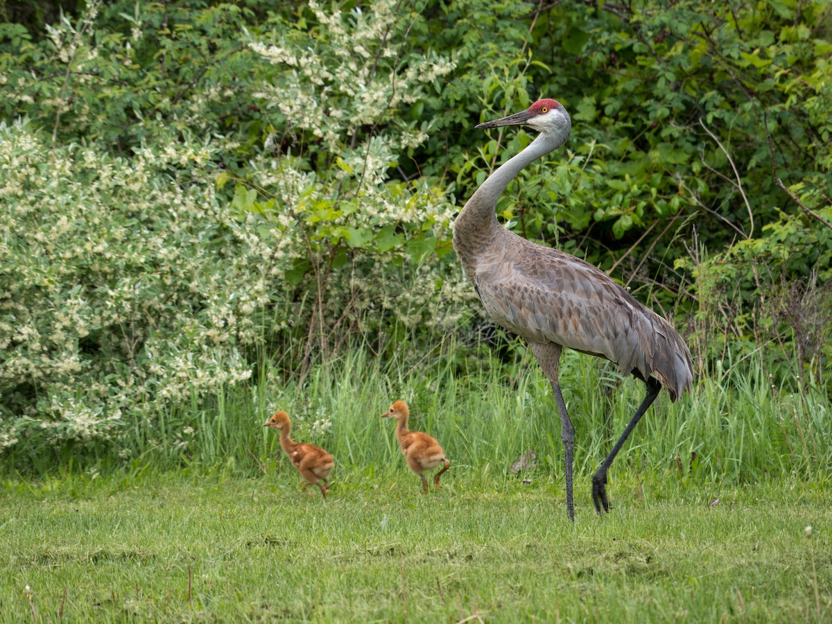 Sandhill Crane - ML635865397