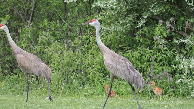 Sandhill Crane - ML635865419