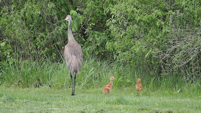 Sandhill Crane - ML635865420