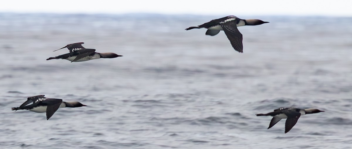 Pacific Loon - ML635865431