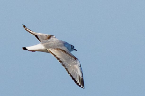 Mouette de Bonaparte - ML635865455