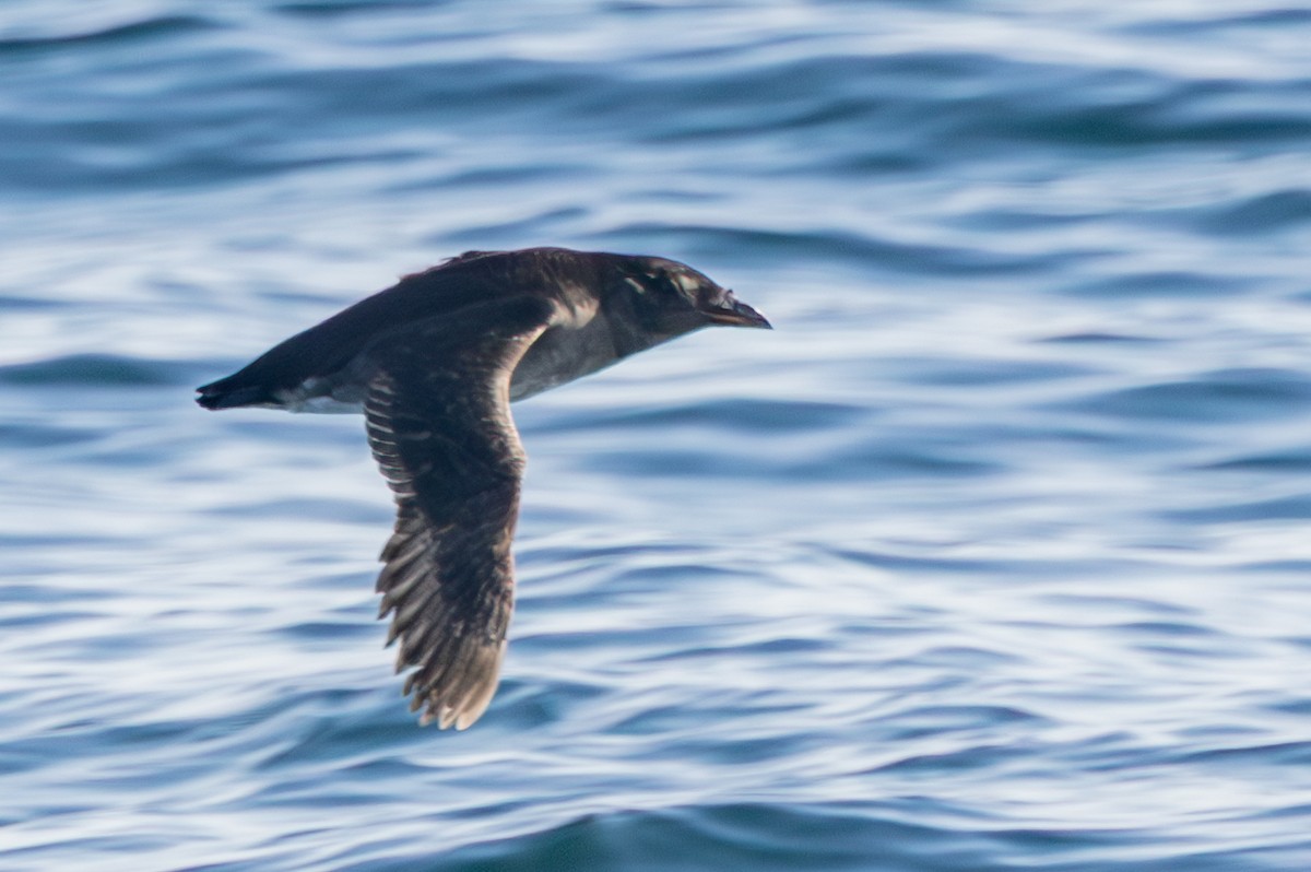 Rhinoceros Auklet - ML635865470