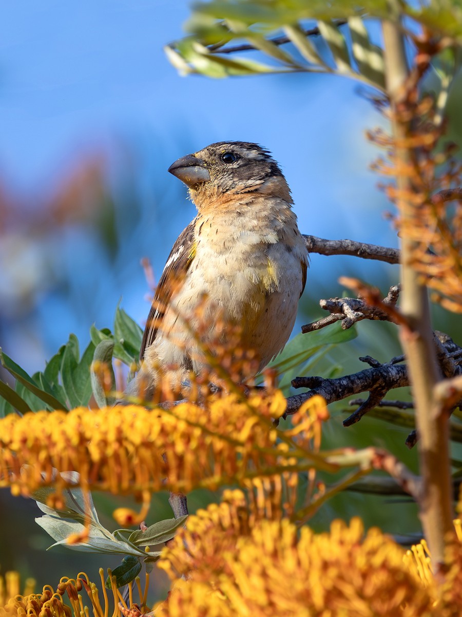 Black-headed Grosbeak - ML635865481