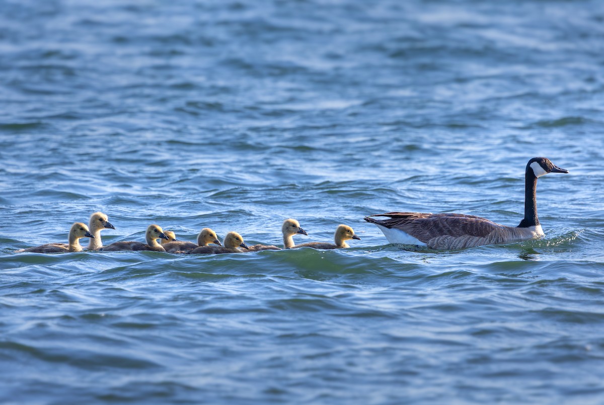 Canada Goose - ML635865492