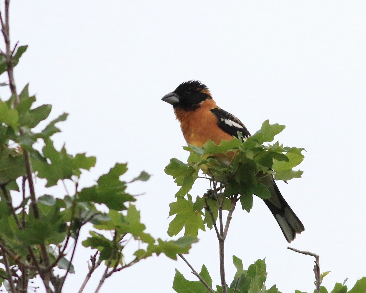 Black-headed Grosbeak - ML635865557
