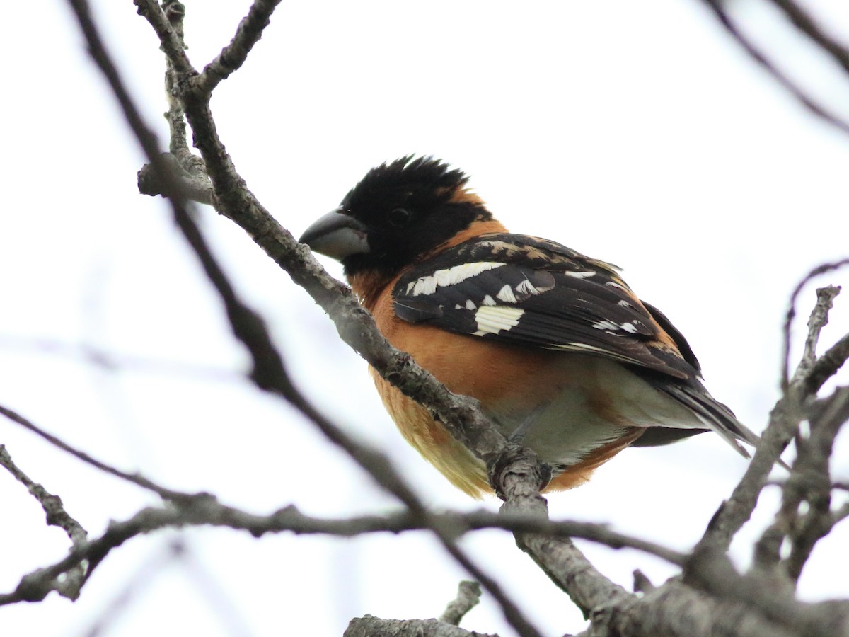 Black-headed Grosbeak - ML635865559