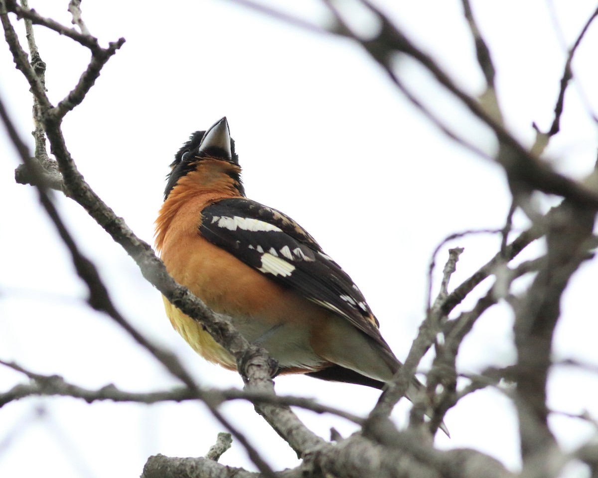 Black-headed Grosbeak - ML635865560