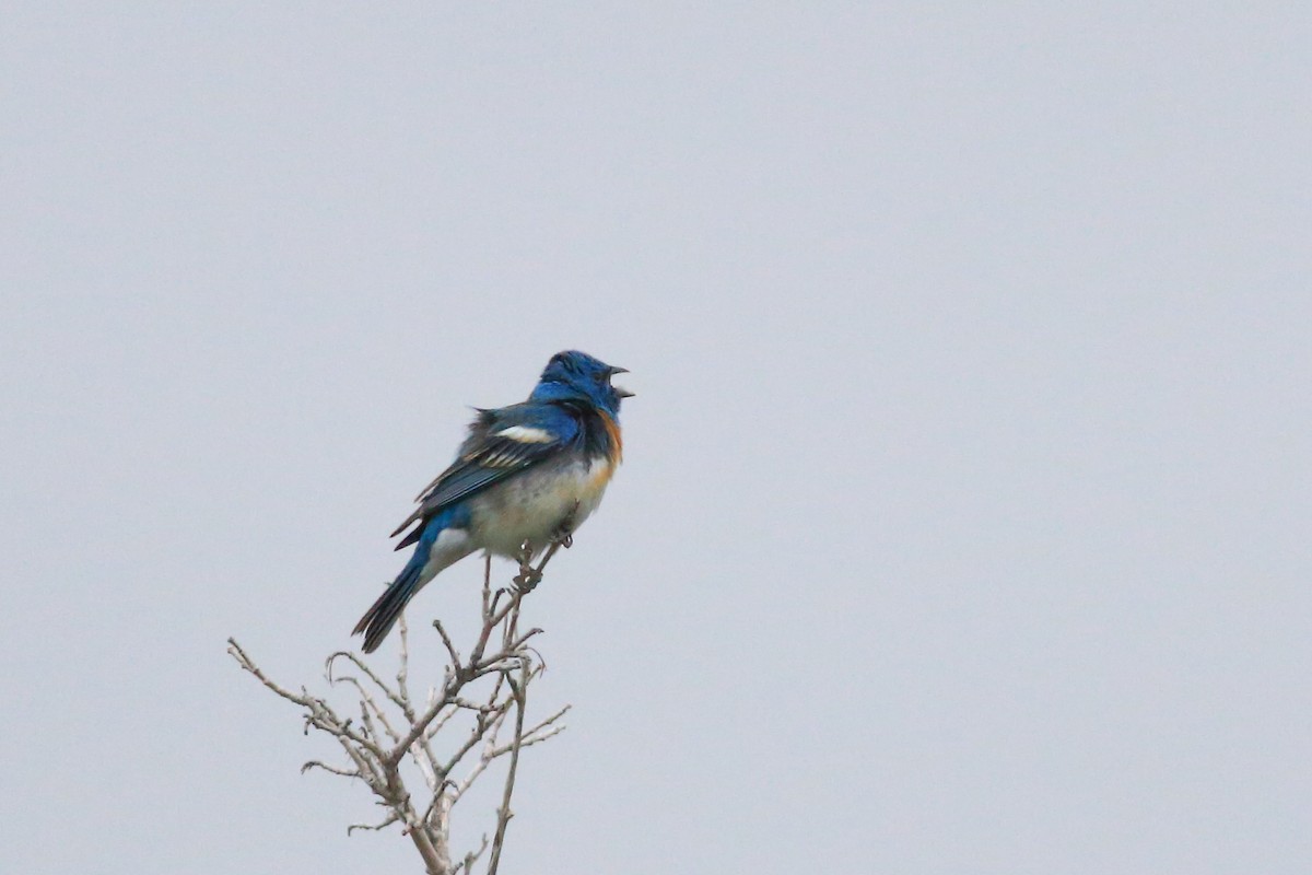 Lazuli Bunting - ML635865562