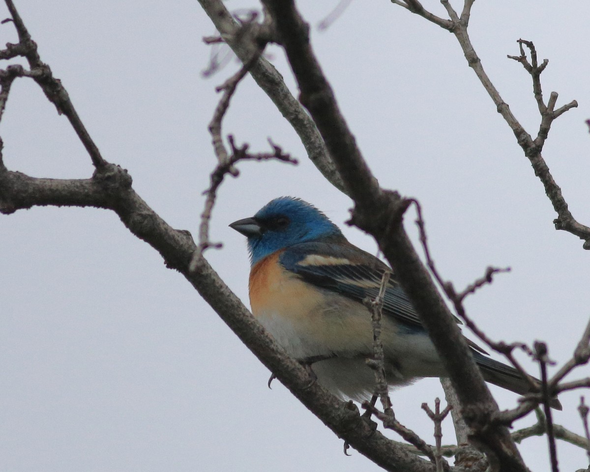 Lazuli Bunting - ML635865563