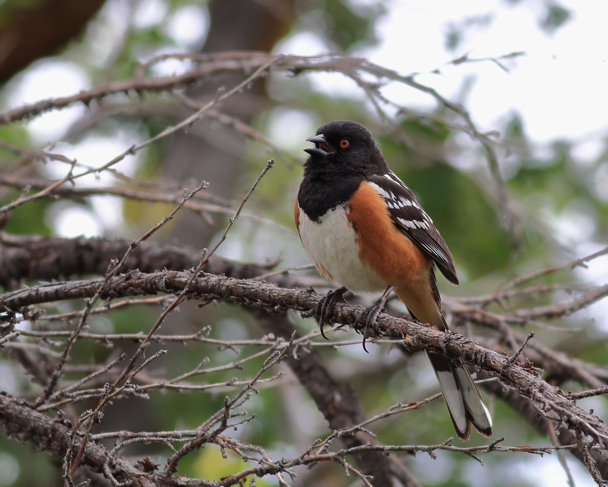Spotted Towhee - ML635865573