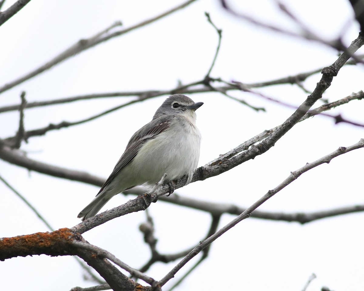 Plumbeous Vireo - ML635865590