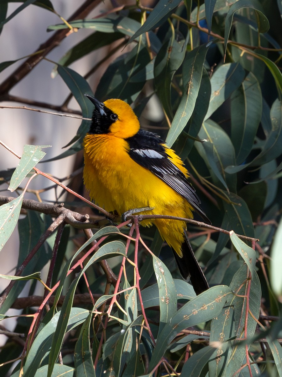 Hooded Oriole - ML635865601