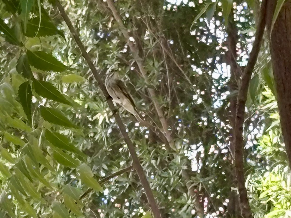 Spotted Flycatcher - ML635865666