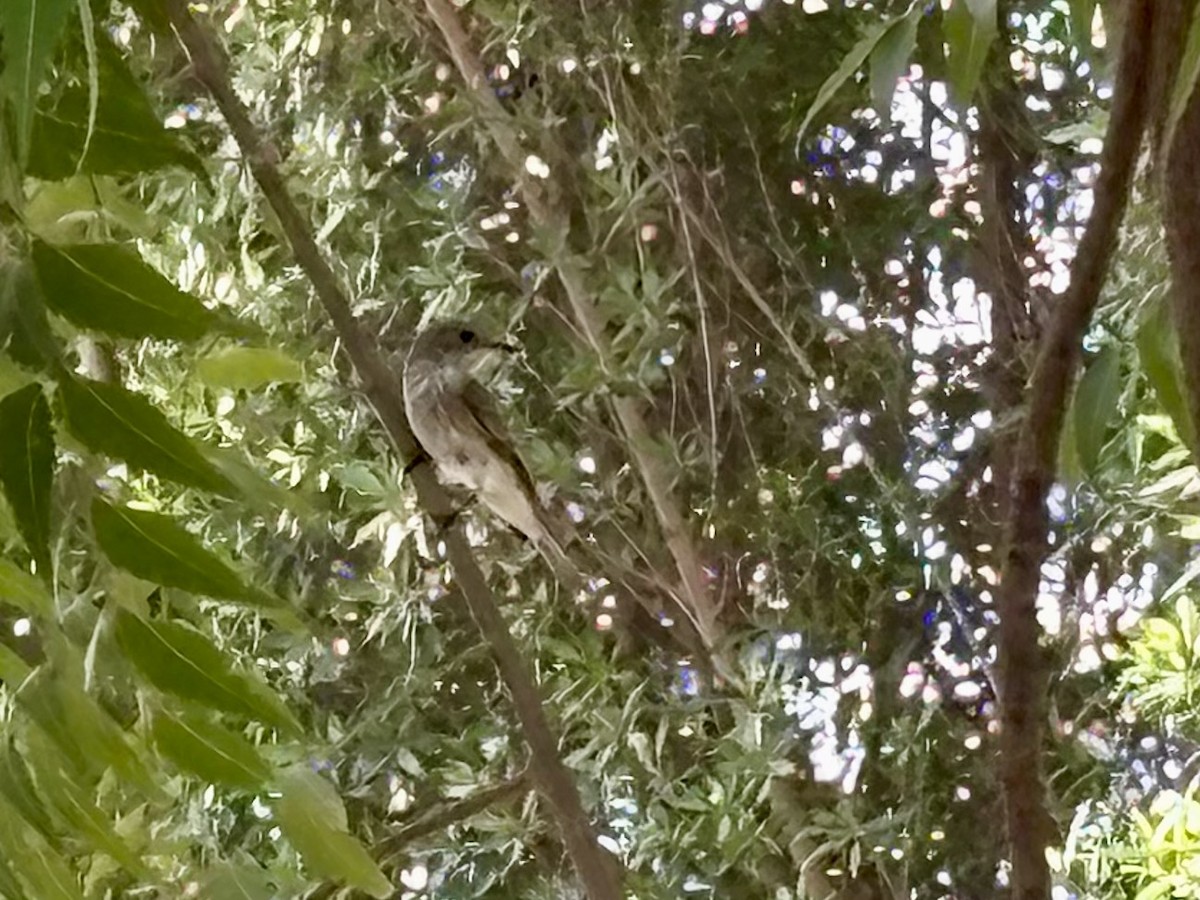 Spotted Flycatcher - ML635865667