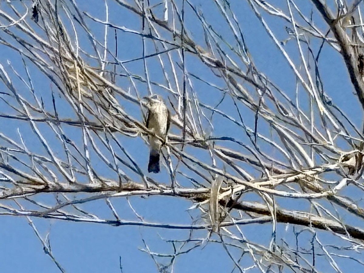 Spotted Flycatcher - ML635865668
