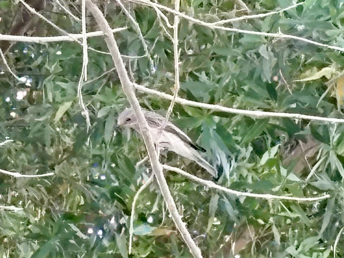 Spotted Flycatcher - ML635865669