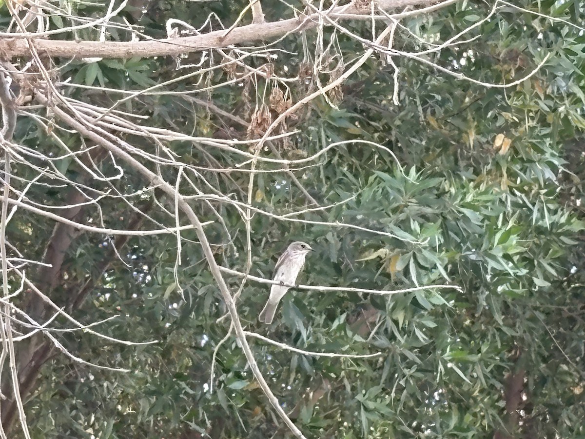 Spotted Flycatcher - ML635865670