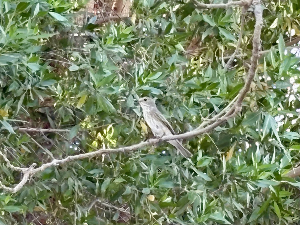 Spotted Flycatcher - ML635865671
