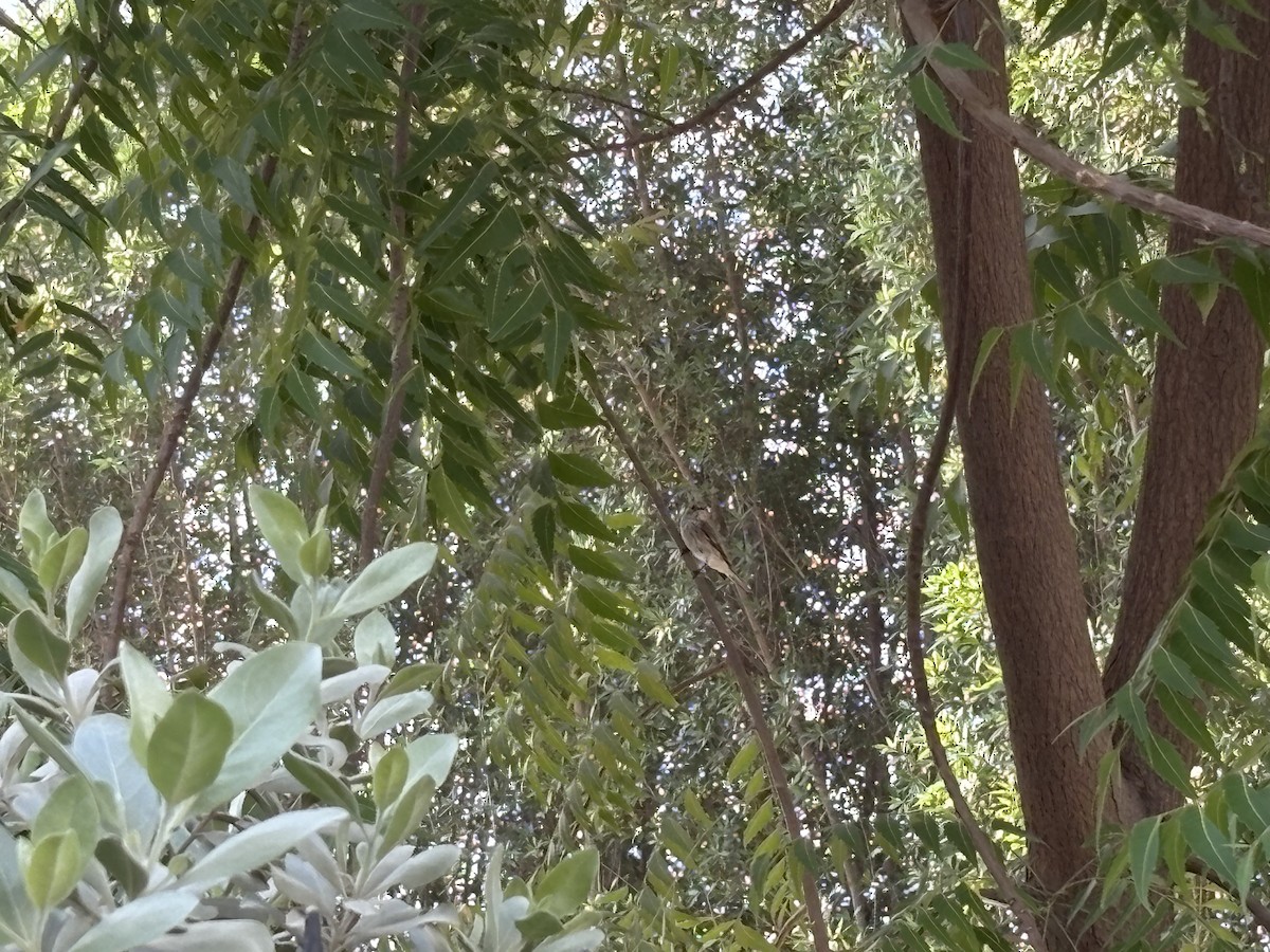 Spotted Flycatcher - ML635865673