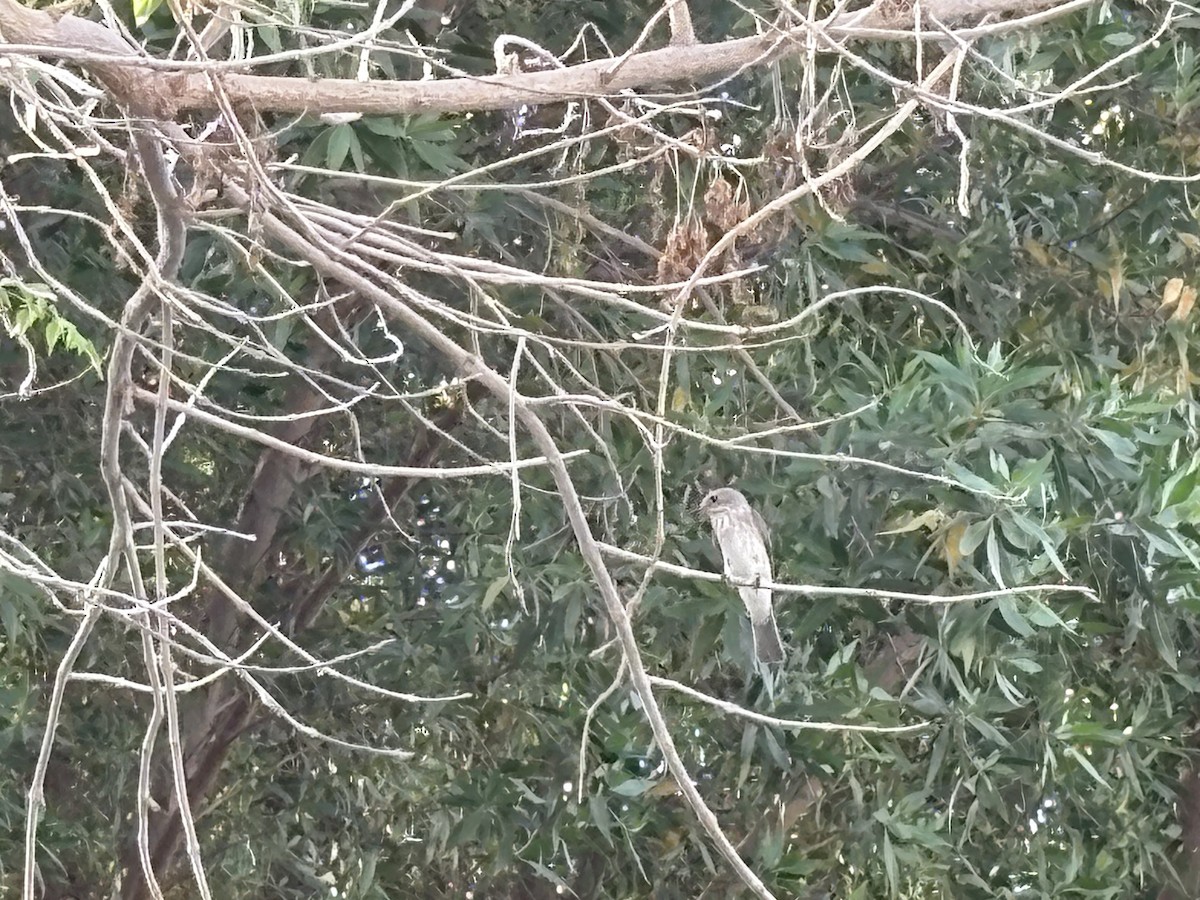 Spotted Flycatcher - ML635865674