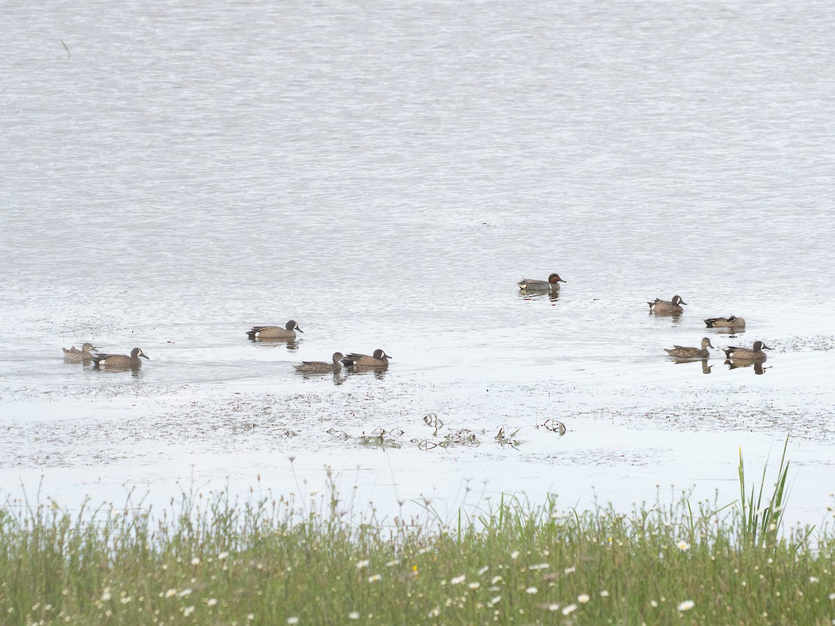 Blue-winged Teal - ML635865680