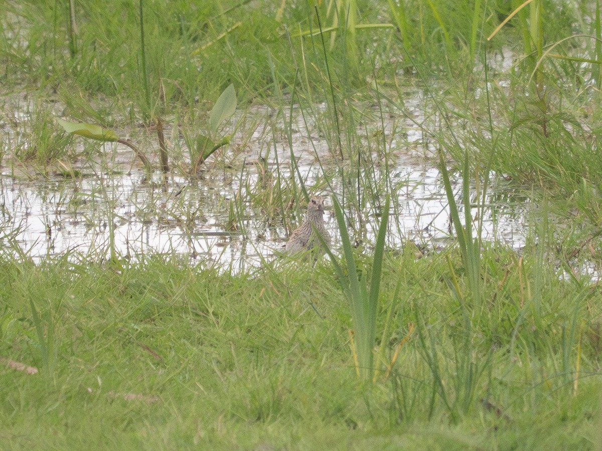 Pectoral Sandpiper - ML635865692