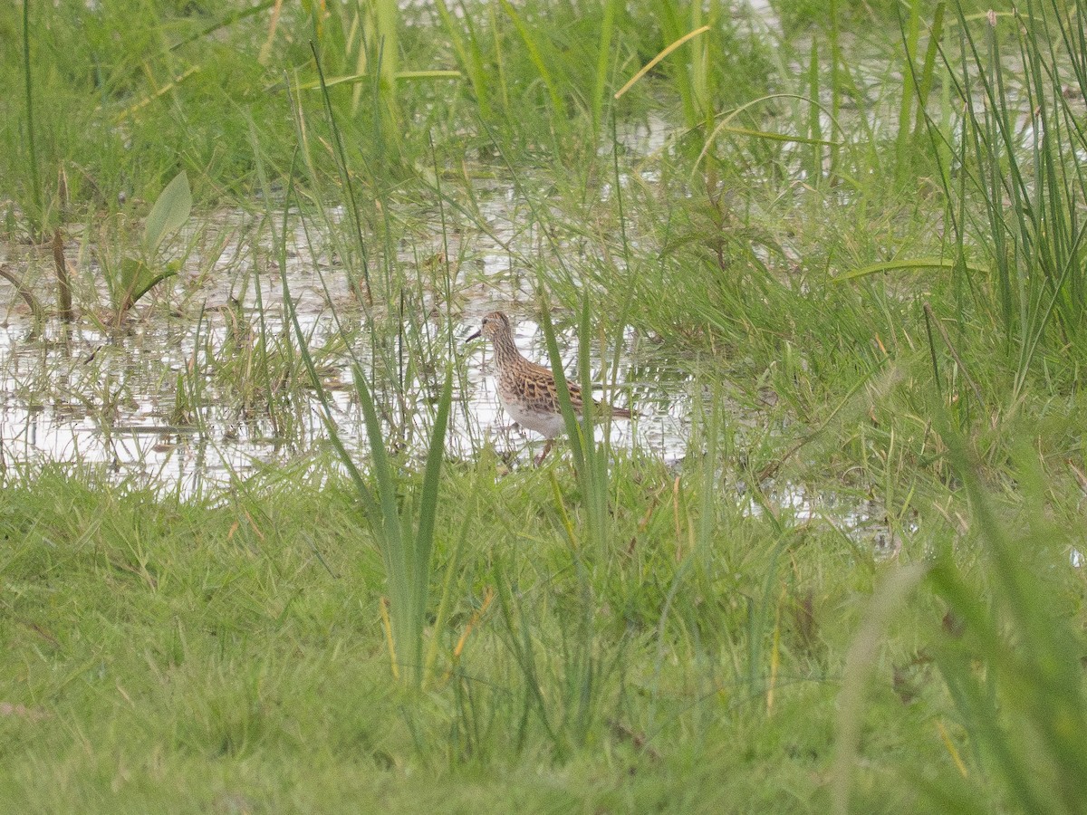 Pectoral Sandpiper - ML635865693