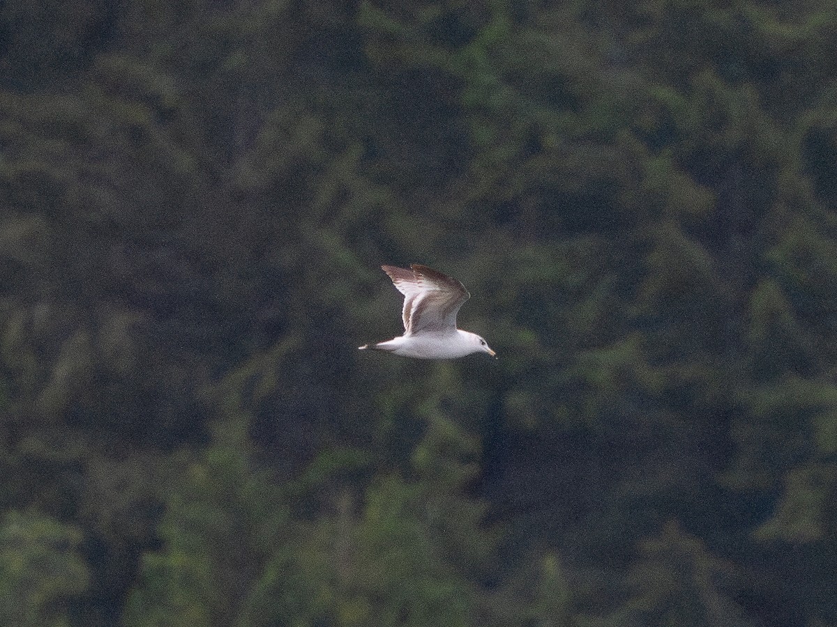 Ring-billed Gull - ML635865700