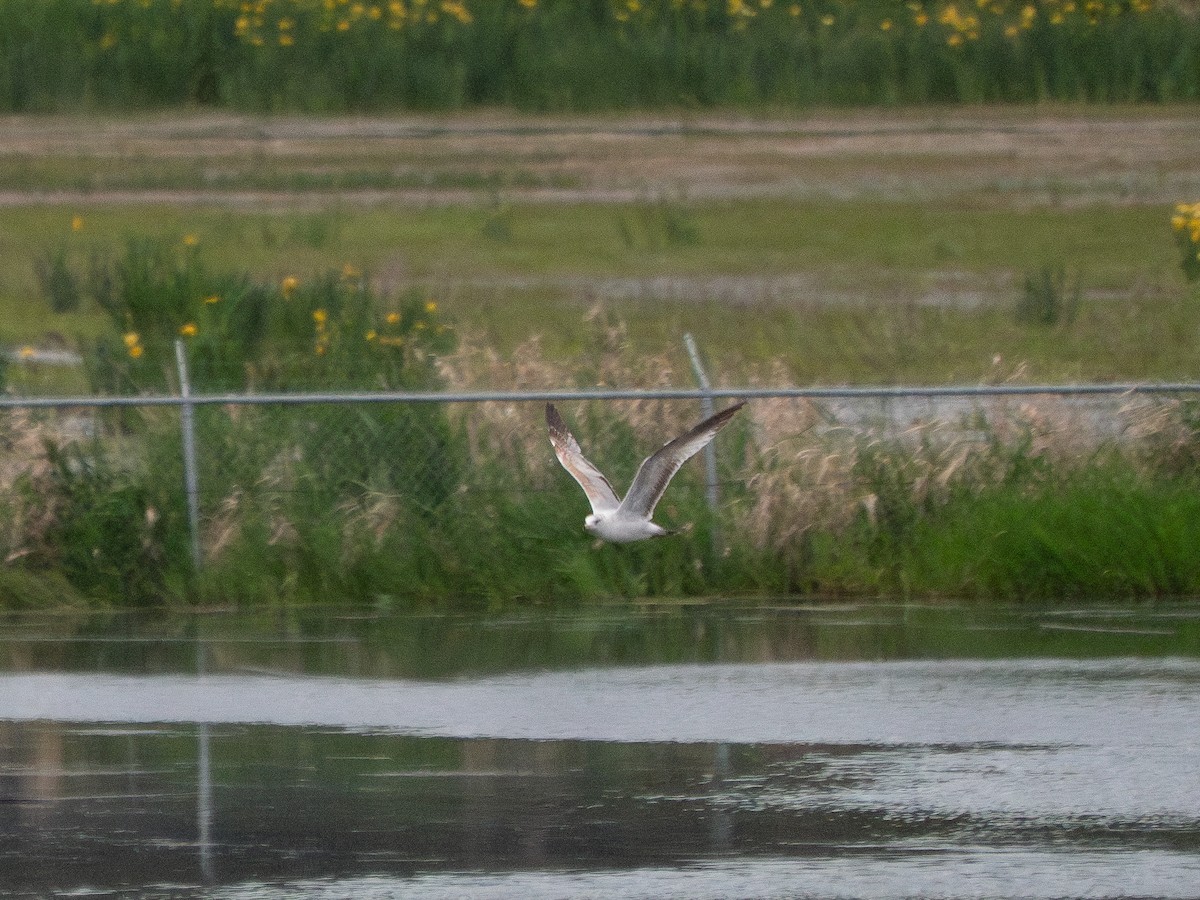 Ring-billed Gull - ML635865701