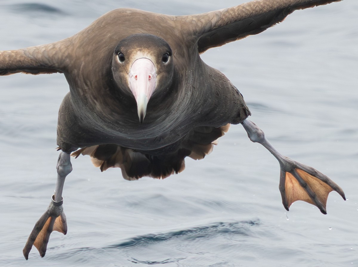 Short-tailed Albatross - ML635865704