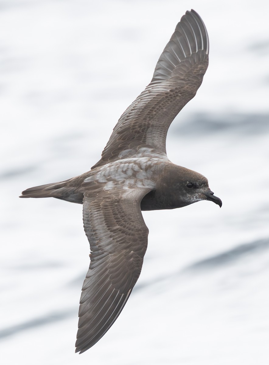 Murphy's Petrel - ML635865724