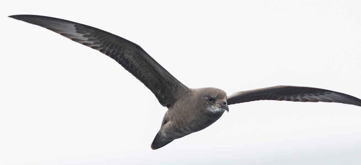 Murphy's Petrel - ML635865726