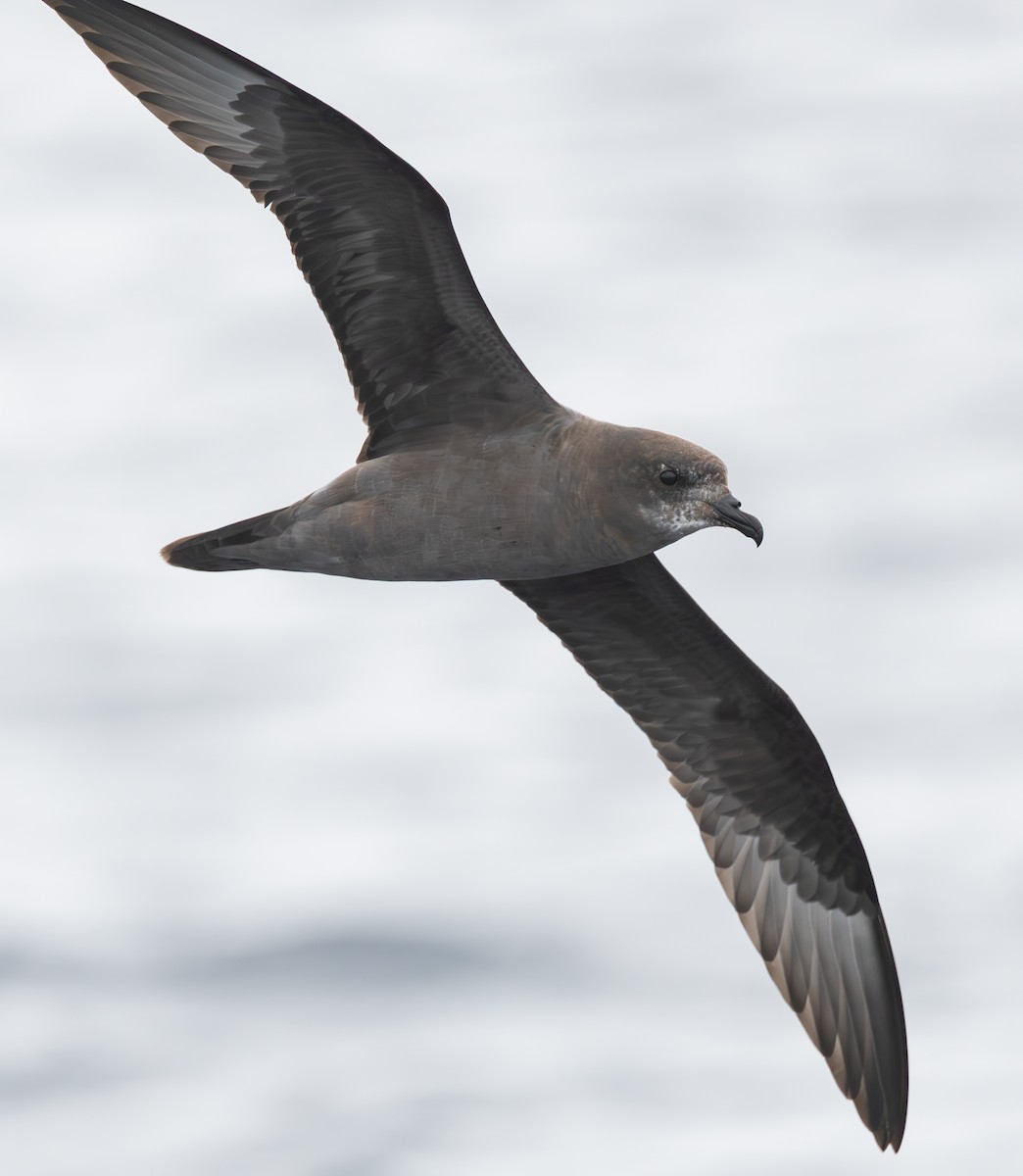 Murphy's Petrel - ML635865727