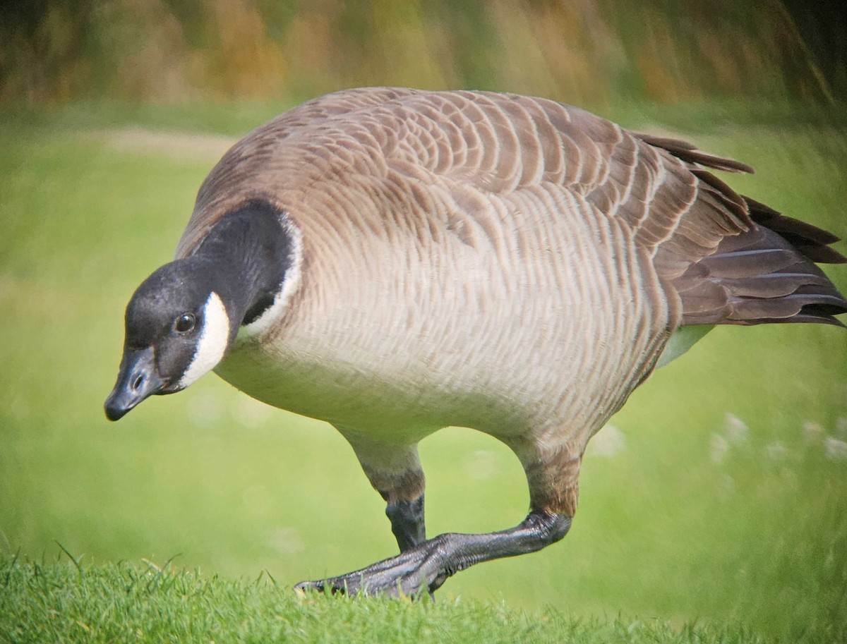 Cackling Goose (Aleutian) - ML635865784