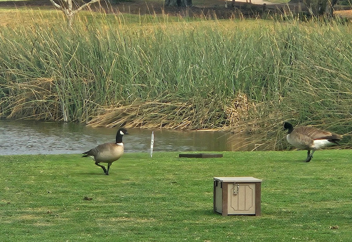Cackling Goose (Aleutian) - ML635865785