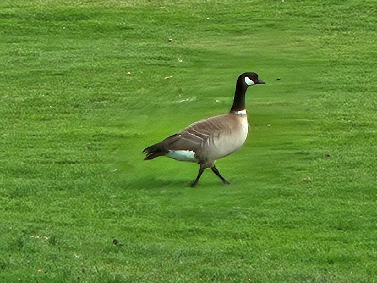 Cackling Goose (Aleutian) - ML635865786