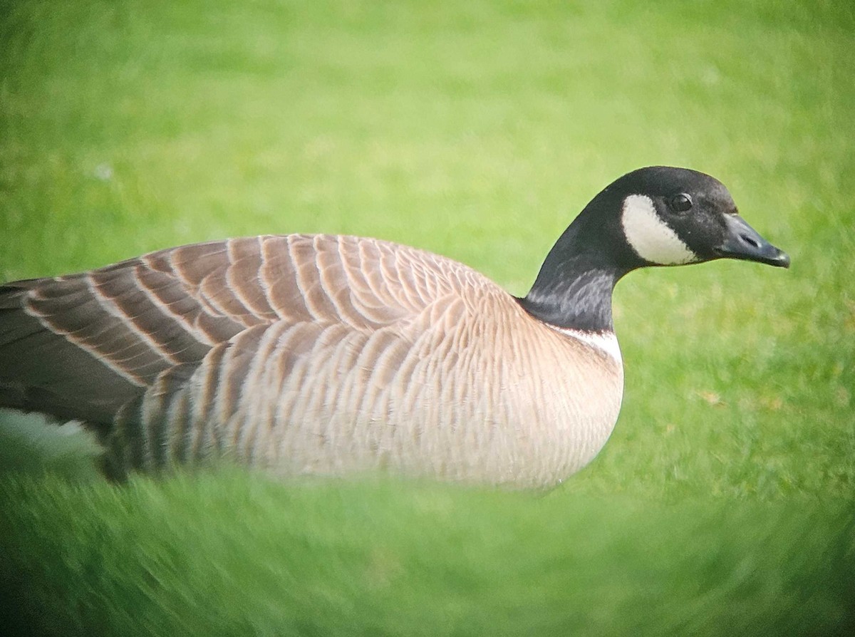 Cackling Goose (Aleutian) - ML635865787