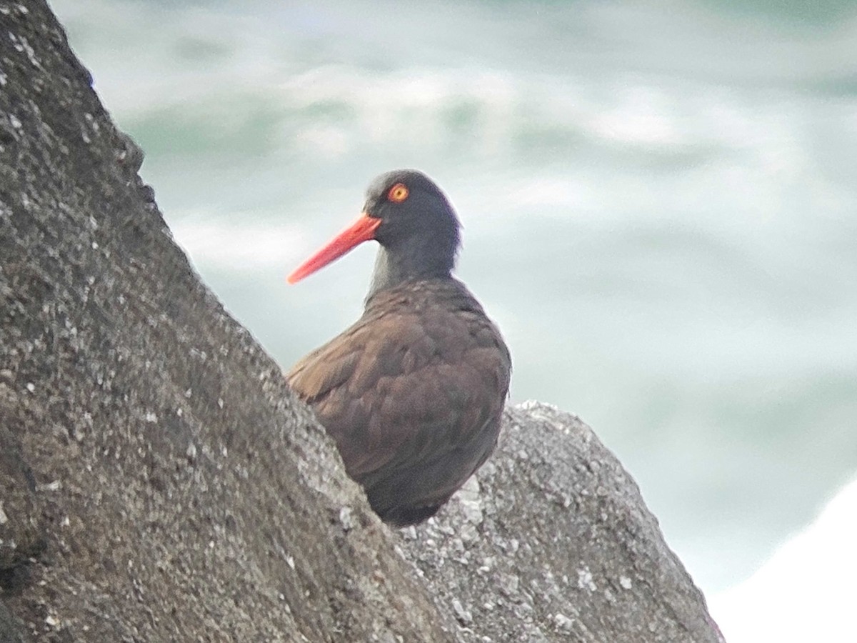 Black Oystercatcher - ML635865851