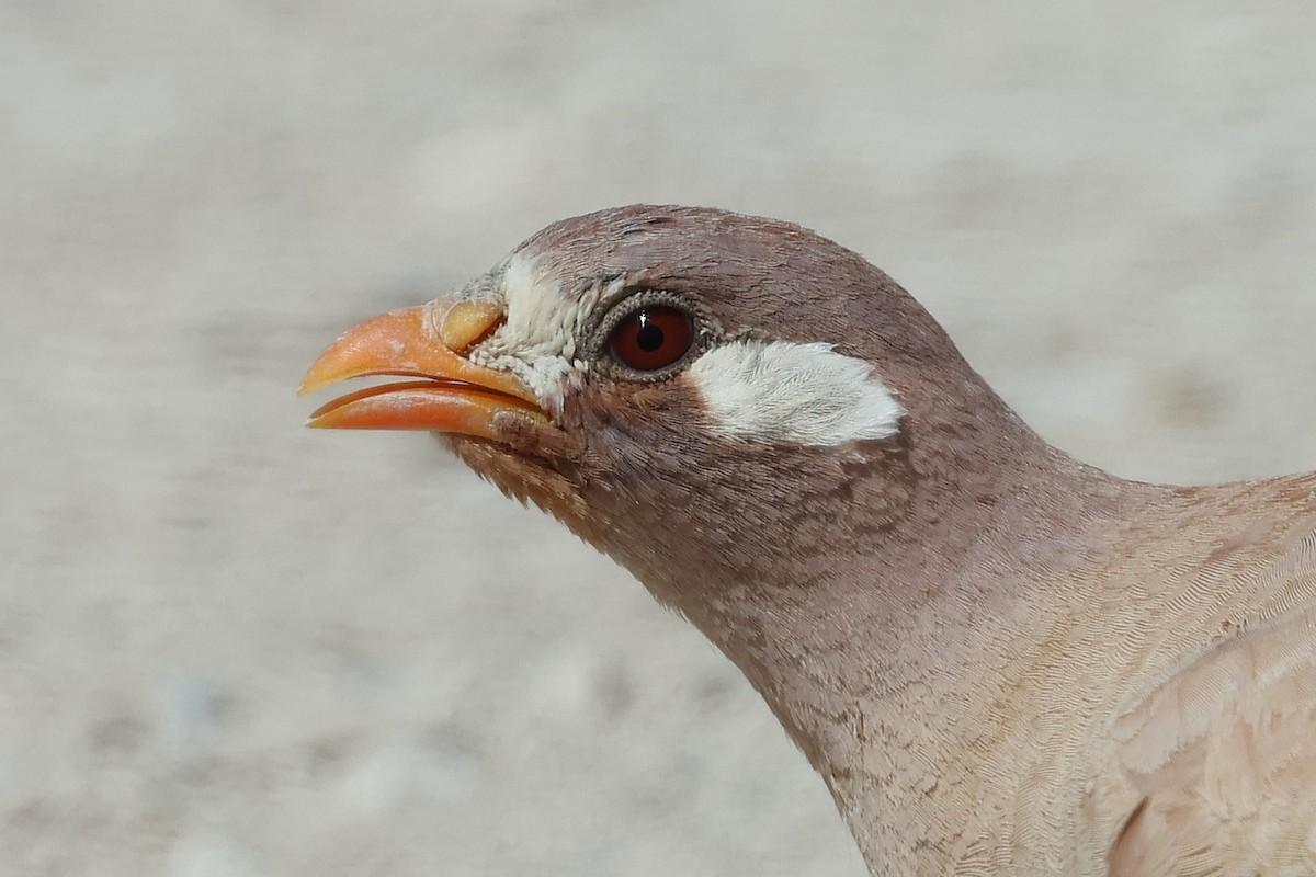 Sand Partridge - ML635865936
