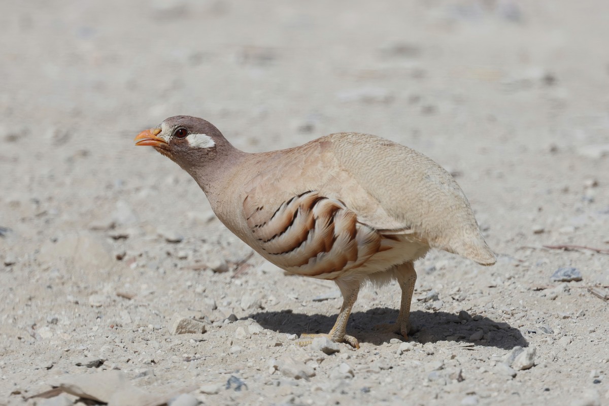 Sand Partridge - ML635865937