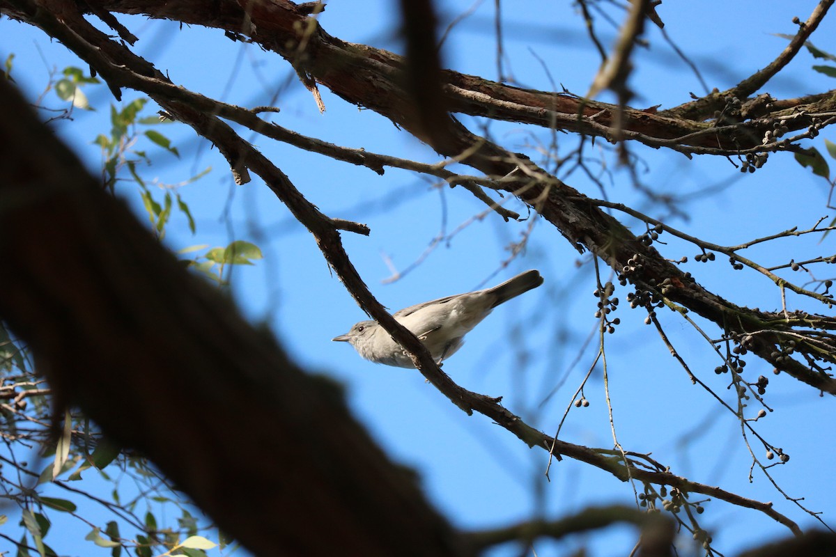 Gray Shrikethrush - ML635865988