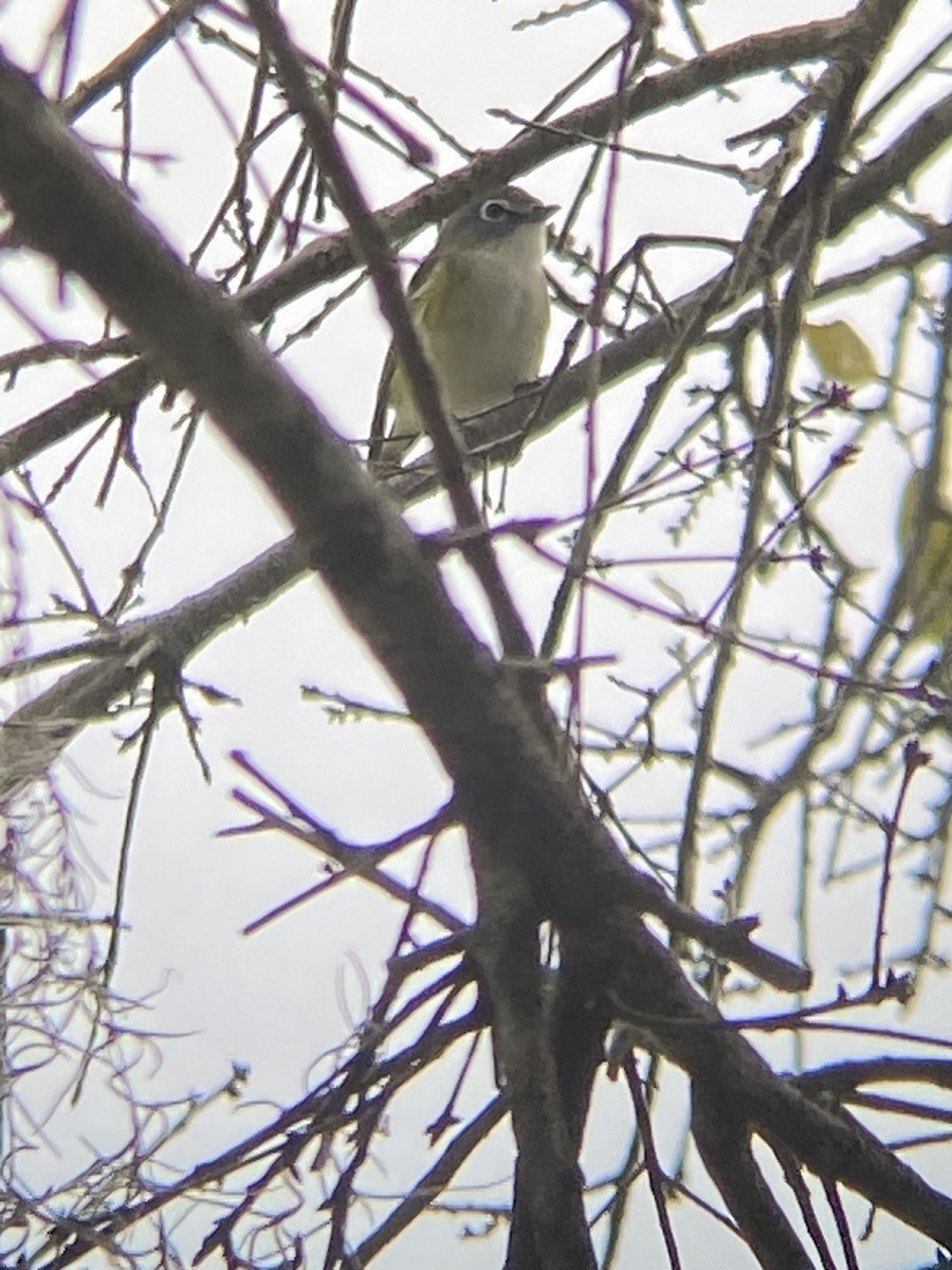 Blue-headed Vireo - ML635866004