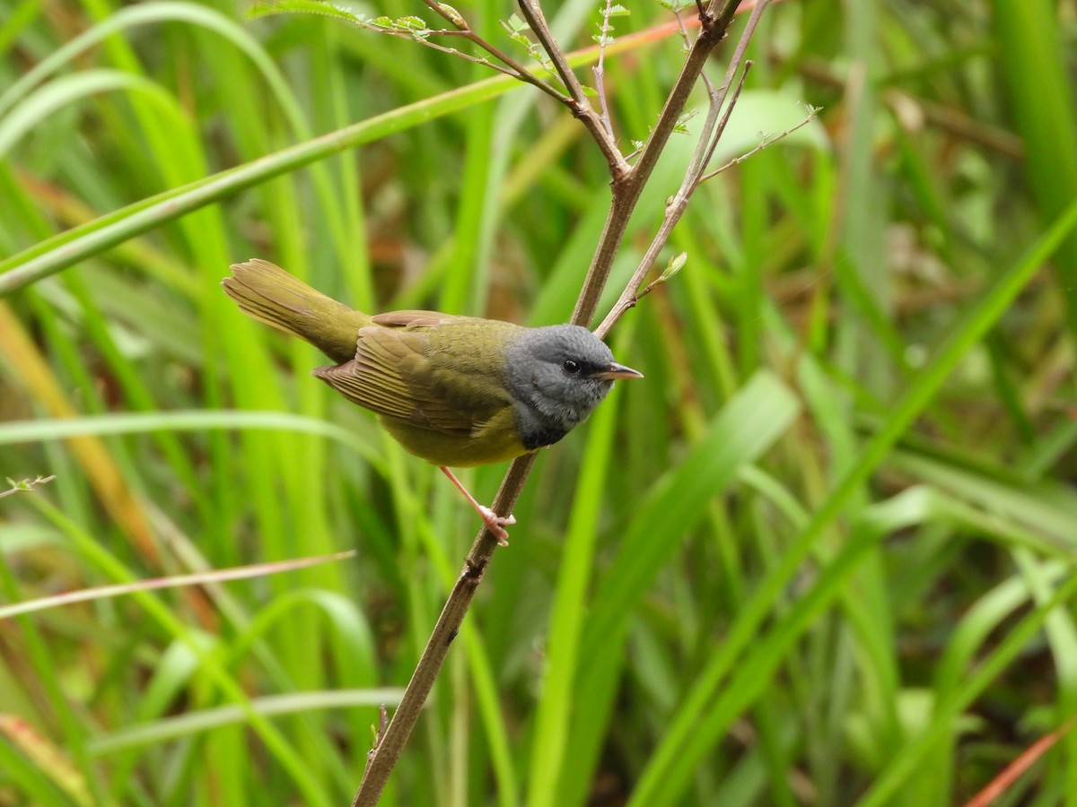 Mourning Warbler - ML635866036