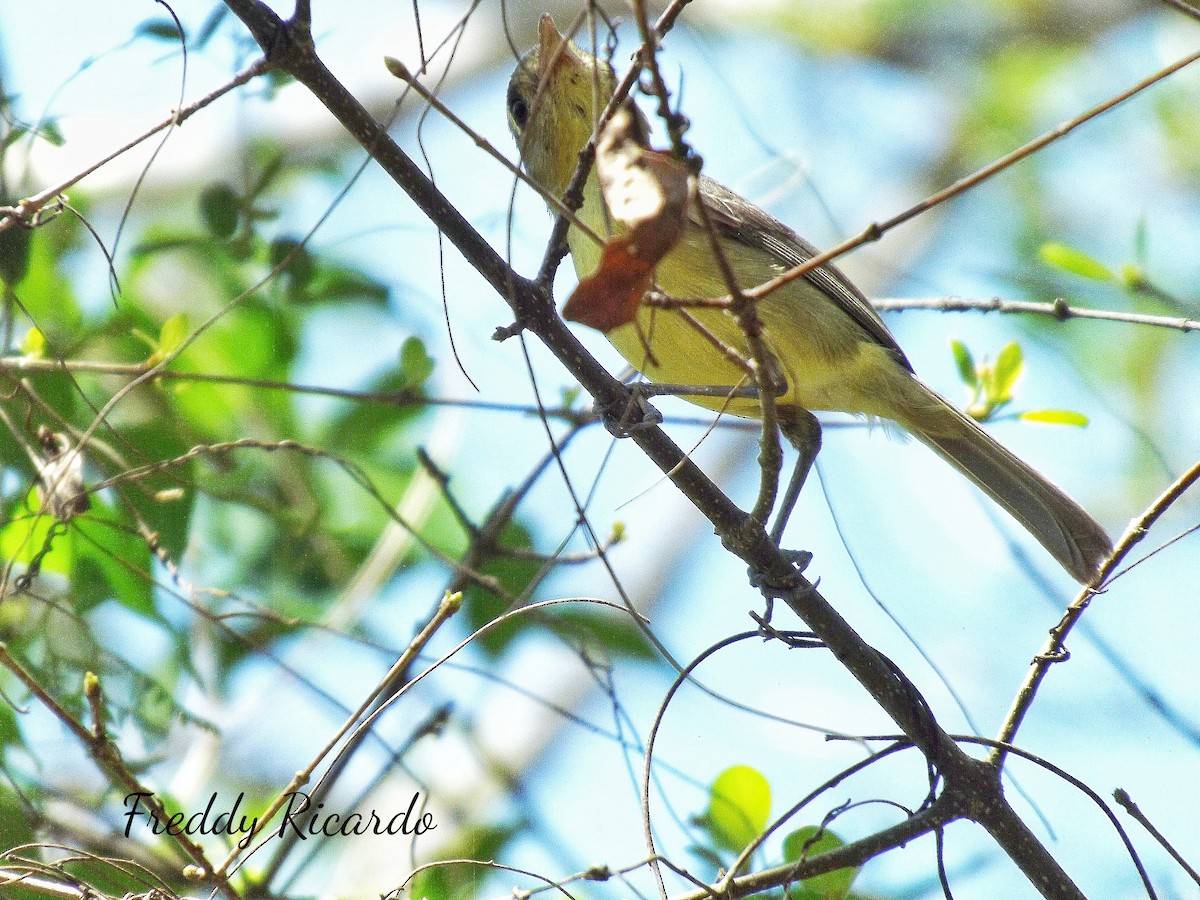 Cuban Vireo - ML635866089