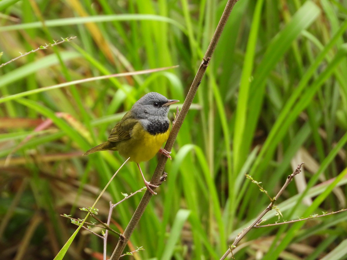 Mourning Warbler - ML635866098