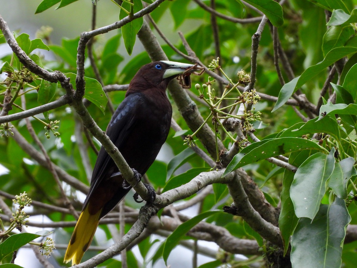 Chestnut-headed Oropendola - ML635866109