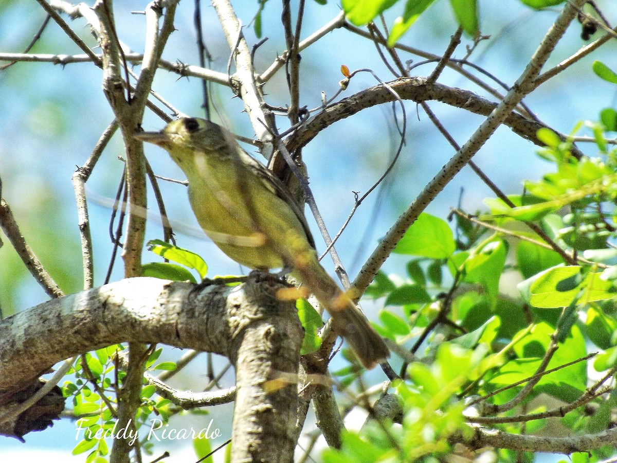 Cuban Vireo - ML635866116